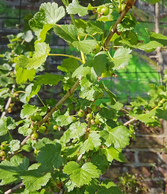BergGartenOase