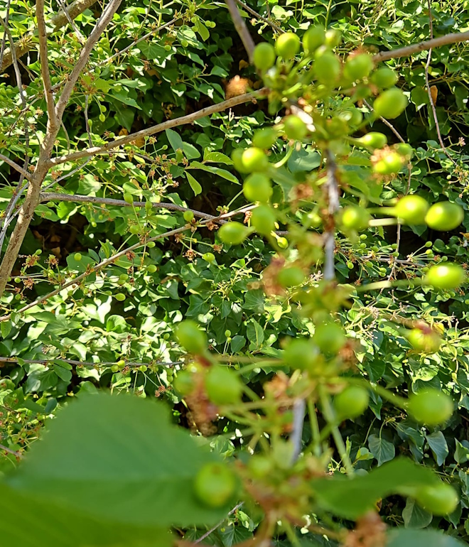 BergGartenOase