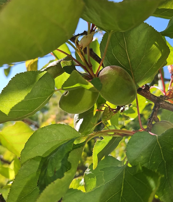 BergGartenOase