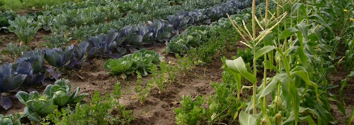 Biogemüse vom Acker